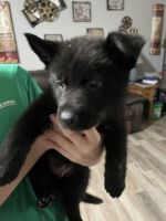 German Shepherd Puppies for sale in Lakeland, Florida. price: NA
