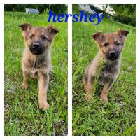 German Shepherd Puppies for sale in Fort Worth, TX, USA. price: $100