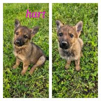German Shepherd Puppies for sale in Fort Worth, TX, USA. price: $300