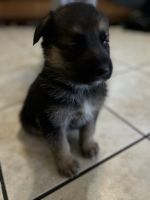 German Shepherd Puppies for sale in Santa Ana, California. price: $700