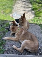 German Shepherd Puppies for sale in Cincinnati, Ohio. price: NA