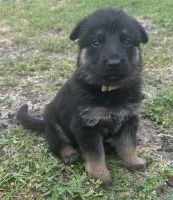 German Shepherd Puppies for sale in Needville, Texas. price: $800