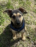 German Shepherd Puppies for sale in Fort Worth, Texas. price: $300