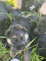 German Shepherd Puppies for sale in Sacramento, California. price: $850