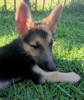 German Shepherd Puppies for sale in Daytona Beach, Florida. price: $2,000