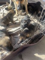 German Shepherd Puppies for sale in Hayward, California. price: $500