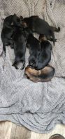 German Shepherd Puppies for sale in Wilson, MI 49896, USA. price: NA
