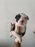 German Shepherd Puppies for sale in Charlotte, North Carolina. price: $200