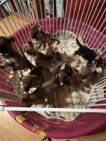 German Shepherd Puppies for sale in Mount Carmel, Illinois. price: $500