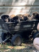 German Shepherd Puppies for sale in Sneads, Florida. price: $800