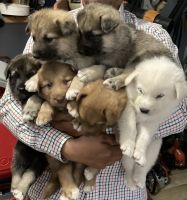 German Shepherd Puppies for sale in San Benito, Texas. price: $400