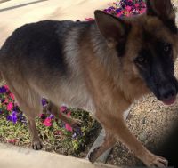 German Shepherd Puppies for sale in Mesa, AZ, USA. price: $1,000