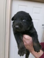 German Shepherd Puppies for sale in Aberdeen, Mississippi. price: $800