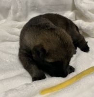 German Shepherd Puppies for sale in Gibsonville, NC 27249, USA. price: $800