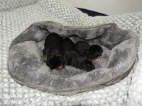 German Shepherd Puppies for sale in Wilkes-Barre, Pennsylvania. price: NA