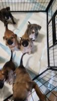 German Shepherd Puppies for sale in Howe, Texas. price: $100