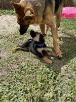 German Shepherd Puppies for sale in Orlando, Florida. price: $300