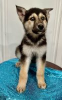 German Shepherd Puppies for sale in Arcadia, California. price: $1,500