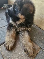 German Shepherd Puppies for sale in Davenport, Florida. price: $1,500