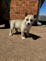 German Shepherd Puppies for sale in Lawton, Oklahoma. price: $200