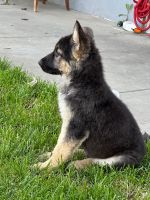 German Shepherd Puppies for sale in Azusa, California. price: $300