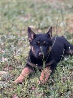 German Shepherd Puppies for sale in Anderson, South Carolina. price: $400