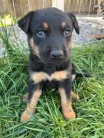 German Shepherd Puppies for sale in Sacramento, California. price: $350