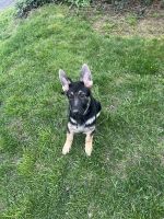 German Shepherd Puppies for sale in Clifton, New Jersey. price: $500