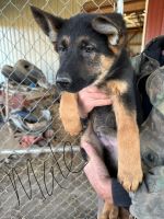 German Shepherd Puppies for sale in Loretto, Kentucky. price: NA