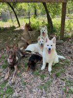 German Shepherd Puppies for sale in West Monroe, Louisiana. price: $1,000