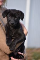 German Shepherd Puppies for sale in Stevens Point, Wisconsin. price: $100