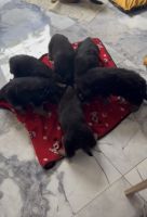 German Shepherd Puppies for sale in Tampa, Florida. price: NA
