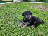 German Shepherd Puppies for sale in Greenville, Mississippi. price: $1,200