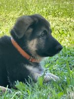 German Shepherd Puppies for sale in Sacramento, California. price: $800
