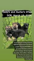 German Shepherd Puppies for sale in Northlake, Illinois. price: $650