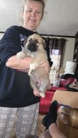 German Shepherd Puppies for sale in Muscle Shoals, Alabama. price: $300