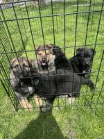 German Shepherd Puppies for sale in Northlake, Illinois. price: $450