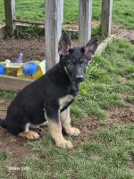 German Shepherd Puppies for sale in Oneonta, New York. price: NA
