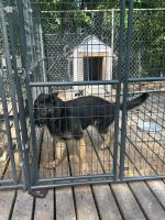 German Shepherd Puppies for sale in Loris, South Carolina. price: $350