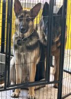 German Shepherd Puppies for sale in Panama City, Florida. price: $650