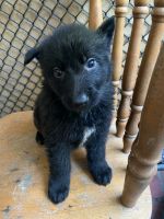 German Shepherd Puppies for sale in Bexley, New South Wales. price: $500