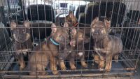 German Shepherd Puppies for sale in Nashville, Tennessee. price: $1,000