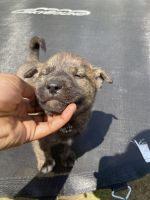 German Shepherd Puppies for sale in Indianapolis, Indiana. price: $150