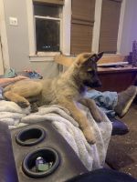 German Shepherd Puppies for sale in Rochelle, IL 61068, USA. price: $700