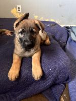 German Shepherd Puppies for sale in East Moline, Illinois. price: $500