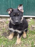 German Shepherd Puppies for sale in Cass City, Michigan. price: $1,250