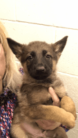 German Shepherd Puppies for sale in Gibsonia, Pennsylvania. price: $1,100