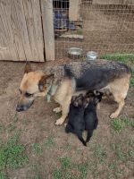 German Shepherd Puppies for sale in Huntingdon, Tennessee. price: $800