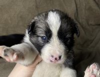 German Shepherd Puppies for sale in Asheboro, North Carolina. price: $600