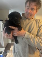 German Shepherd Puppies for sale in East Greenwich, Rhode Island. price: $1,000